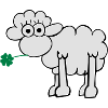 Sheep with clover