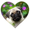 Funny pug puppy dog photo portrait with heart