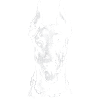 Doberman