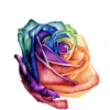 rose couleurs