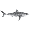 Haifisch Polygon