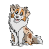Red Merle Australian Shepherd