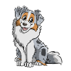 Blue Merle Australian Shepherd