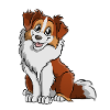 Australian Shepherd Red Habs