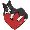 Border Collie Black Heart