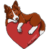 Border Collie Rouge
