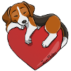 Beagle Coeur