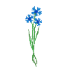 flomory feldblume