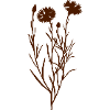 Kornblume