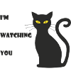 Staring cat