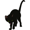 Black cat