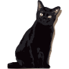 chat noir, black cat