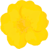 Buttercup Bold
