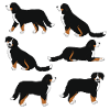 Bernese mountain dog selection