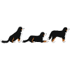 place get Bernese mountain dog