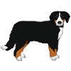 Bernese mountain dog head front