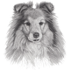 shetland sheepdog sheltie