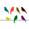 Swallow birds