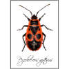 Pyrrhocoris apterus