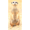 Erdmännchen