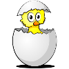 Chick