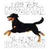 beauceronnormal2