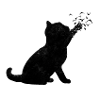 Cat Shadow