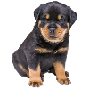 ROTTWEILER PUPPY PET GIFTS