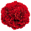 Oeillet rouge