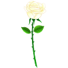 Weiße rose mit stil