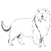 Long haired collie dog