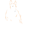 Bull Terrier Dog