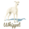 Whippet