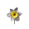 Daffodil