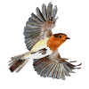 Robin