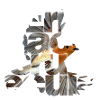 Erithacus rubecula - Robin