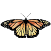 Monarch Butterfly