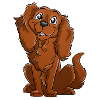 Cavalier King Charles - Feu