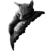 MOONCAT 2 (Choose black)