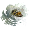 hecht karpfen zander fish