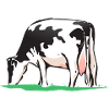 Cow cow