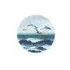 seagulls