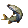 Pike
