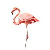flamingo Vcr Fva
