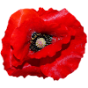 Poppy