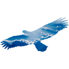 aigle
