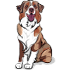 AUSTRALIAN SHEPHERD complete redmerle