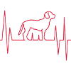Beagle Dog Heartbeat