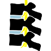 Wirbel Wirbelsäule Bandscheibe Zwischenwirbel