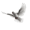 Dove